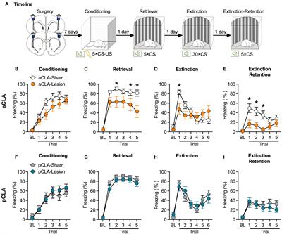 Neurotoxic lesions of the anterior claustrum influence cued fear memory in rats